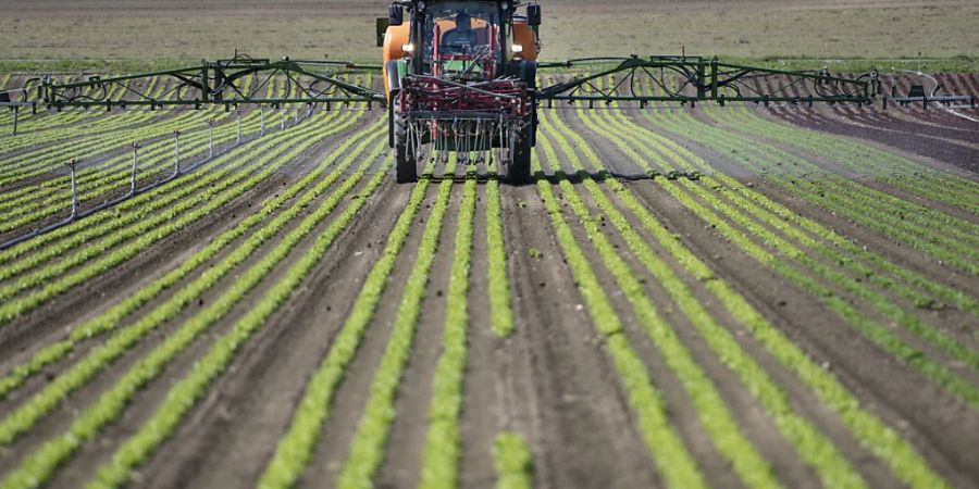 Die totalrevidierte Pflanzenschutzmittelverordnung fällt bei Parteien und Verbänden durch: Pestizid-Einsatz auf einem Feld in Birmensdorf ZH. (Archivbild)