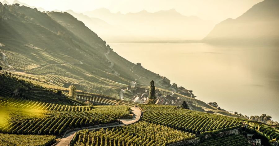 Weinberge des Lavaux