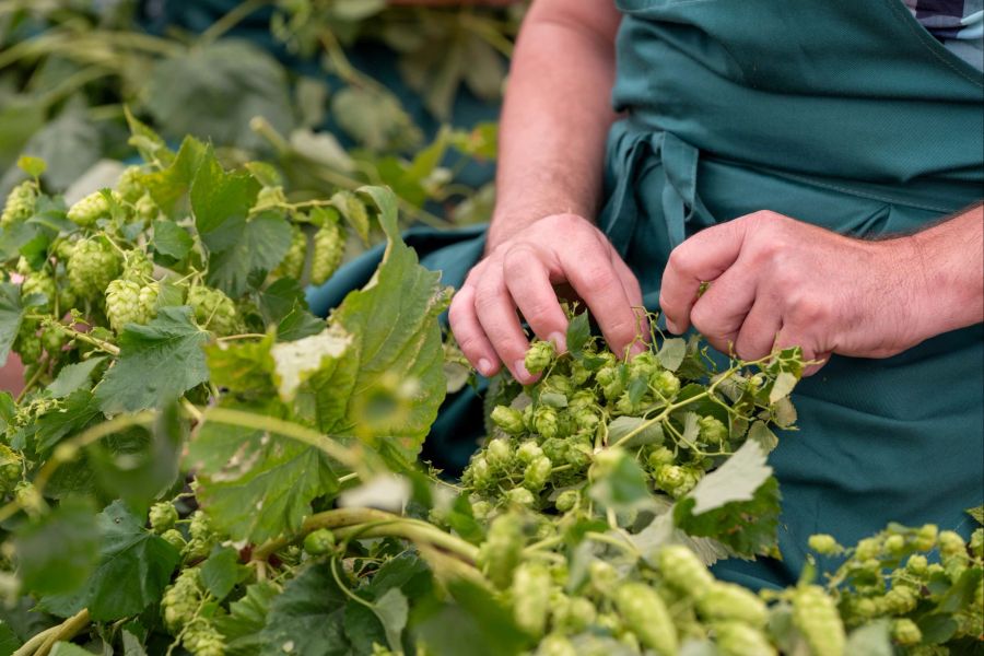 Hopfen Schützengarten