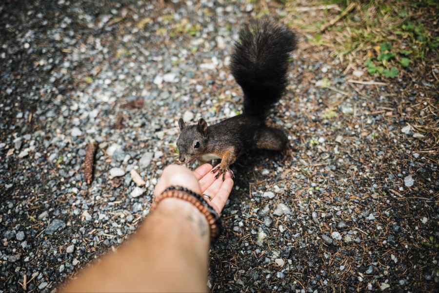 Eichhörnchen