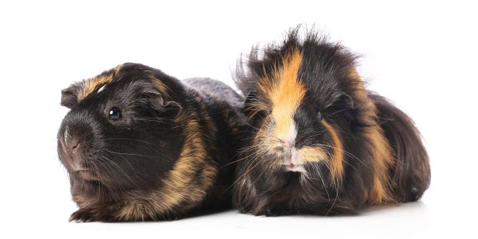 Zwei Meerschweinchen