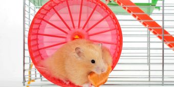 Hamster im Hamsterrad knabbert an Gemüse