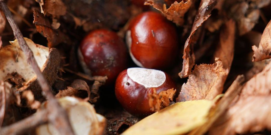 Hat der Conkers-Weltmeister etwa keine herkömmliche Kastanie genutzt? (Symbolbild)