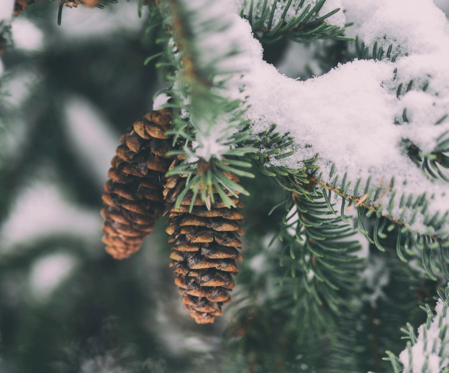 Tannanezapfen, Winter