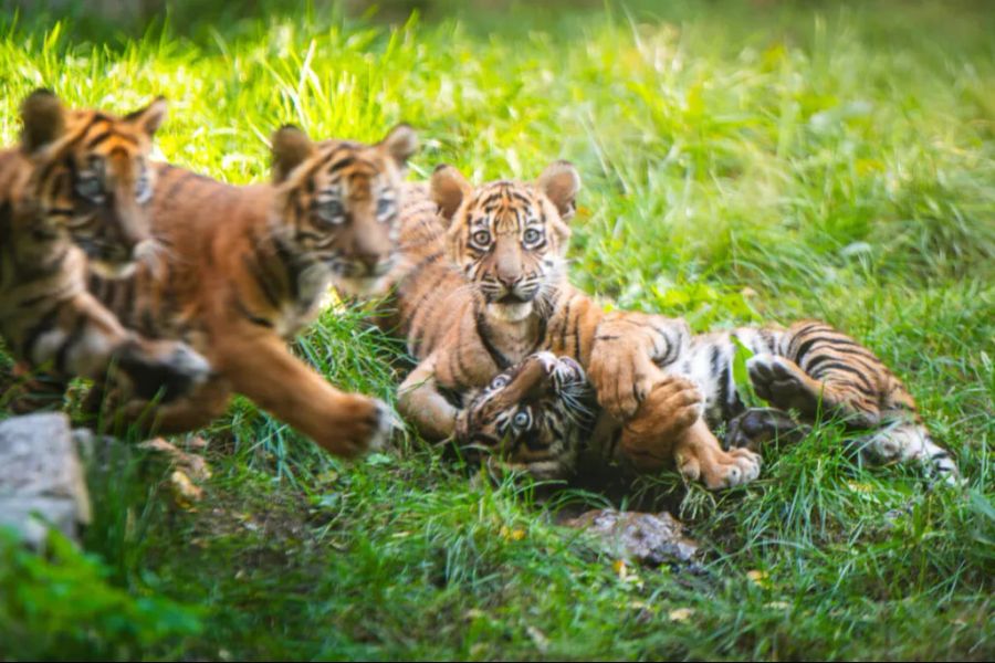 Jööö! Im Breslauer Zoo in Polen sind im Juli vier Sumatra-Tiger zur Welt gekommen.