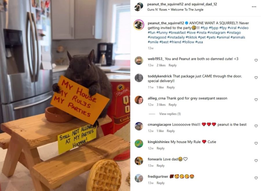 Das Eichhörnchen hat mehr als eine halbe Million Instagram-Follower.