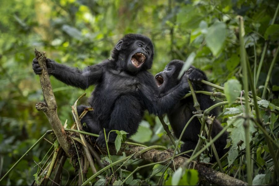 Berggorillas Wildtierbestände