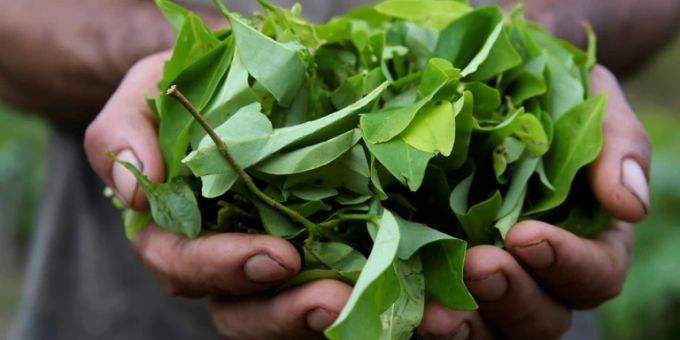 Blätter der Coca-Pflanze Blätter der Coca-Pflanze