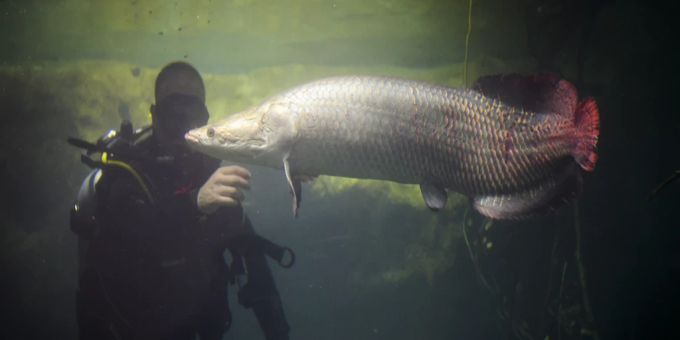 Der Arapaima ist der grösste Fisch ist der grösste im Amazonas-Gebiet. Laut «AP» wird er bis zu 200 Kilogramm schwer. fisch