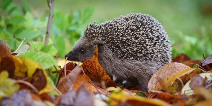 Viele Igelstationen sind momentan brechend voll. Nicht jedem Igel kann dabei noch geholfen werden, denn oft erreichen die Auffangstationen völlig unterernährte Tiere.