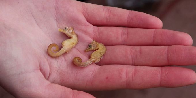 Forscher überrascht - Mehr Seepferdchen im Wattenmeer entdeckt