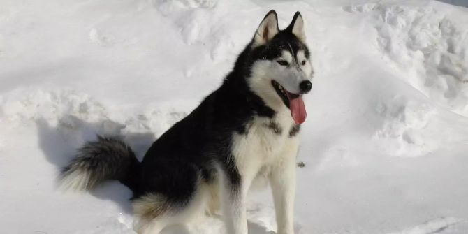 Ein siberischer Husky sitzt im Schnee.