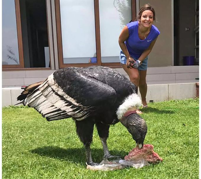 Die Hausbesitzer waren verblüfft, als zwei Kondore ihren Garten besuchten. Kondorpaar begutachtet Grillfleisch in Chile.