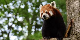 Kleiner Panda entkommt in Frankreich aus Tierpark