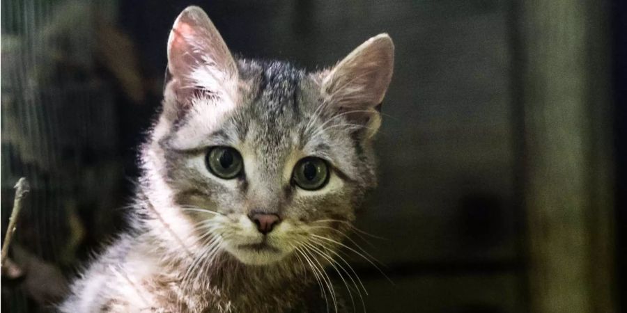 Eine Wildkatze erkundet das Übergangsgehege im Wald.