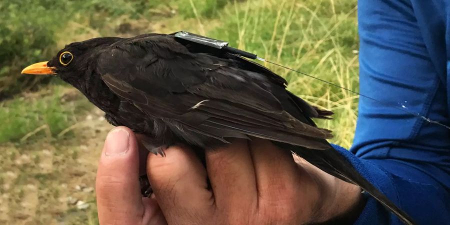 Eine Amsel mit ICARUS-Sender. Die kleinen Geräte werden so angebracht, dass sie die Tiere möglichst nicht stören. Bild: MaxCine