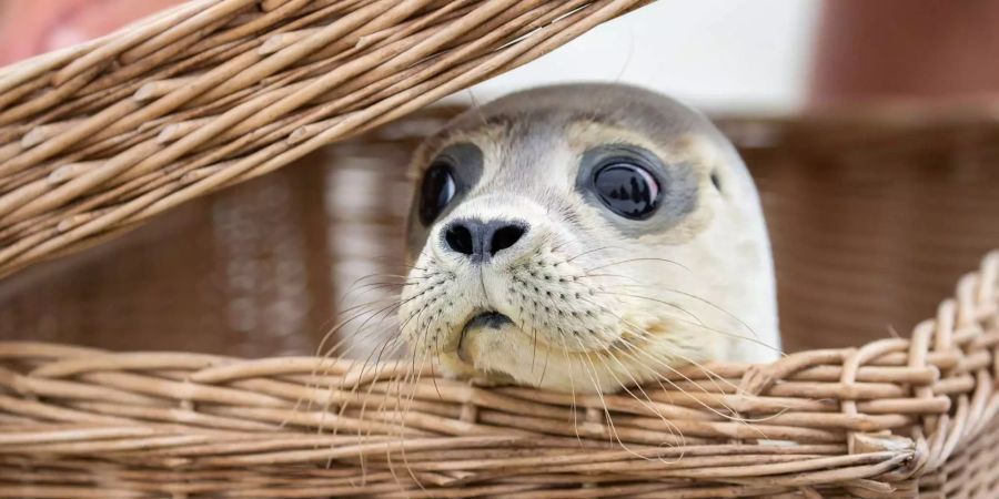 Ein Seehund-Jungtier schaut aus einem leicht geöffnetem Korb. Die Heuler, die in der Seehundstation im Nationalpark Norddeich (D) aufgezogen wurden, werden von den Mitarbeitern der Station auf der Nordseeinsel Juist ausgewildert.