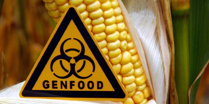 Gentomate inkognito? - Entscheidung zu Genschere Crispr steht an