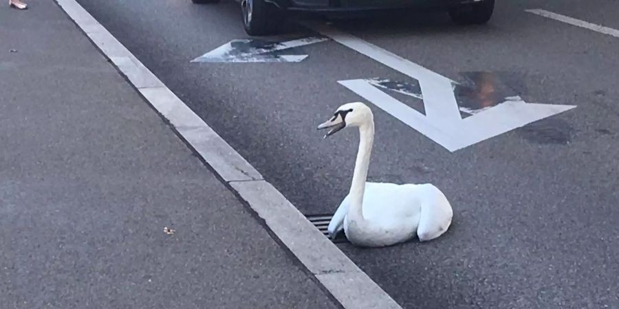 Der fauchende Schwan ist auf der Zürcher Wipkingerbrücke gelandet.