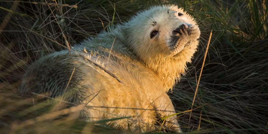 Im Greifswalder Bodden starben auf mysteriöse Weise 23 Kegelrobben.