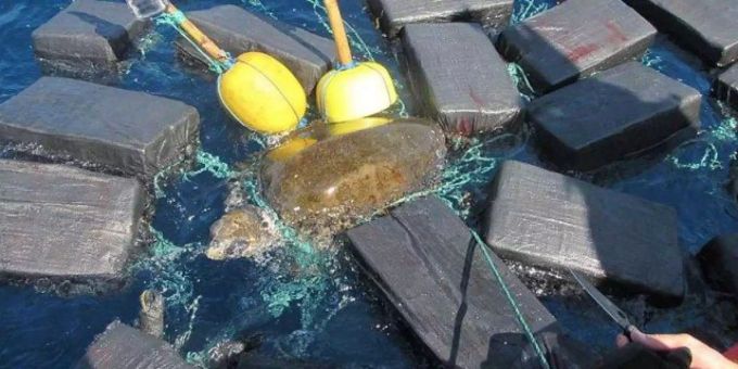 Die Schildkröte verhedderte sich in einem Netz aus 26 Kokain-Pakete. Die Schildkröte verhedderte sich in einem Netz aus 26 Kokain-Pakete.