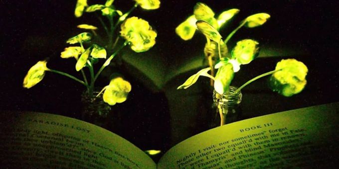 Die Kressepflanze leuchtet wie Glümwürmchen. Die Kressepflanze leuchtet wie Glümwürmchen.