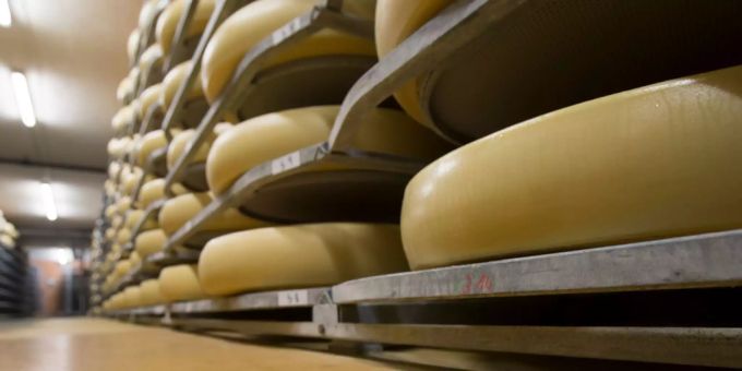 Emmentaler Käse reift in einem Keller. käse