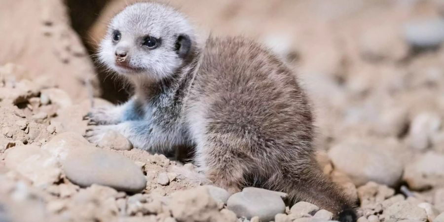 Neugeborenes Erdmännchen im Zoo Basel - Keystone
