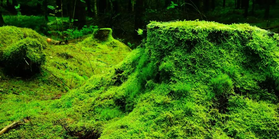 Moosbewachsene Baumstümpfe sind am Waldboden zu sehen.