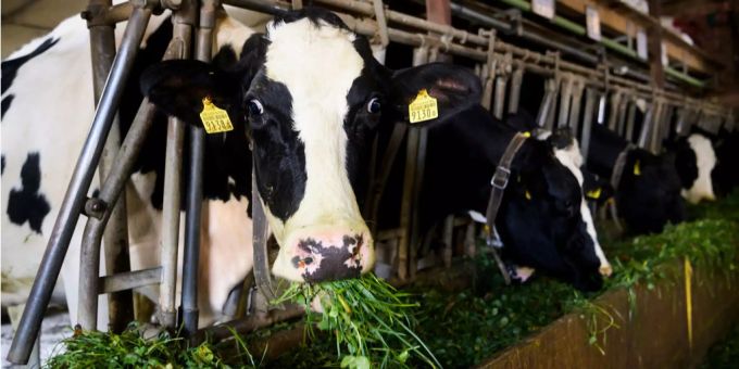 In der EU - Masttiere sollen weniger Antibiotika verabreicht bekommen