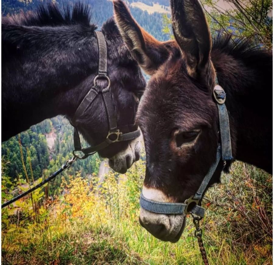 Die beiden Eseldamen Meli und Fiona helfen seit vielen Jahren bei der Ernte mit.