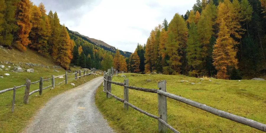 Ein Waldweg in der Schweiz.