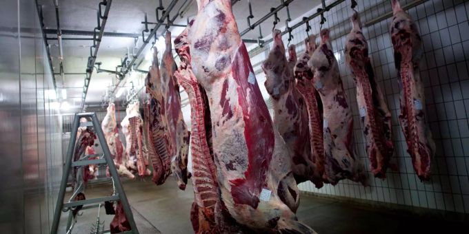 Nach vorheriger Betäubung ausgeblutete Rinder hängen in einem Kühlraum eines Schlachthofs. Nach vorheriger Betäubung ausgeblutete Rinder hängen in einem Kühlraum eines Schlachthofs.