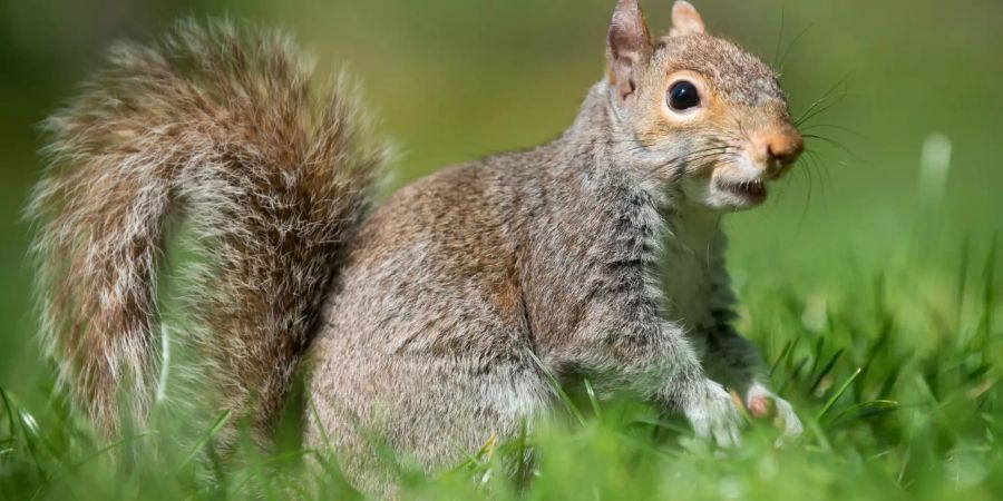 Ein graues amerikanisches Eichhörnchen sitzt in einem Park vor dem Weissen Haus.