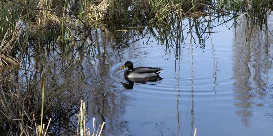 Eine Ente schwimmt auf einem Moor in Genf im 2010 - Keystone