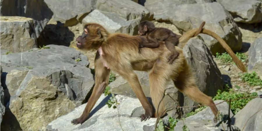 Ein Dschelada trägt ein Jungtier im Semien-Gebirge-Gehege des Zoo Zürich.