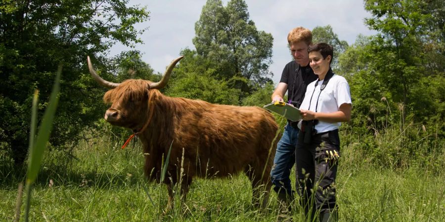 Solche Schottischen Hochlandrinder kommen in der Natur gut allein zurecht. Die Biologen Valentin Amrhein und Lilla Lovász überwachen sie zwar, greifen aber nur im Notfall ein. Bild: Universität Basel