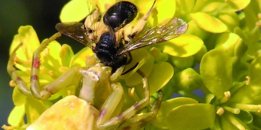 Normalerweise schaden Krabbenspinnen der Pflanze, weil sie bestäubende Insekten wie Bienen wegfressen. Bild: Anina C. Knauer