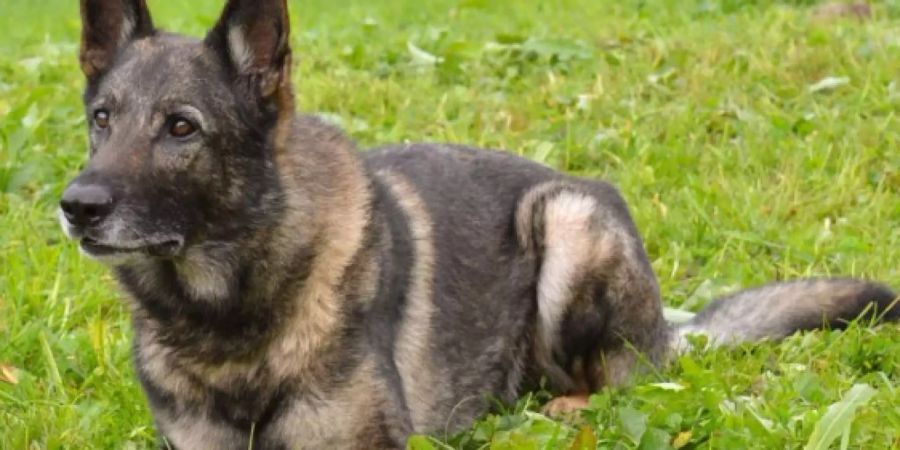 Hund Xando steht den Luzerner Polizei bei der Verbrecherjagd zur Seite.