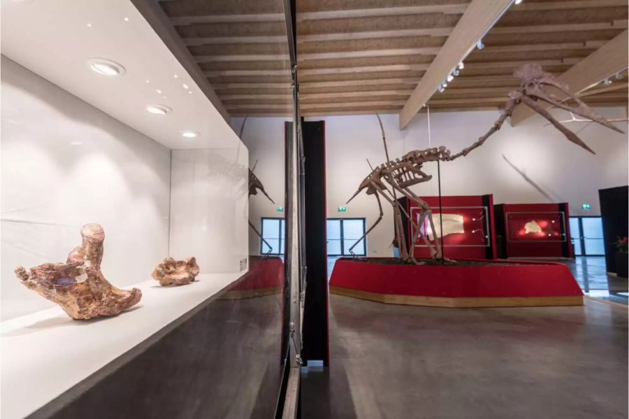 Die Ausstellung im Dino-Museum trägt den Titel «Herrscher der Lüfte»