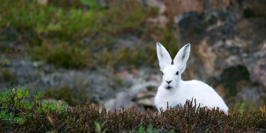 Ein immer selteners Bild: Die Schneehasen werden aus ihren natürlichen Lebensräumen verdrängt.