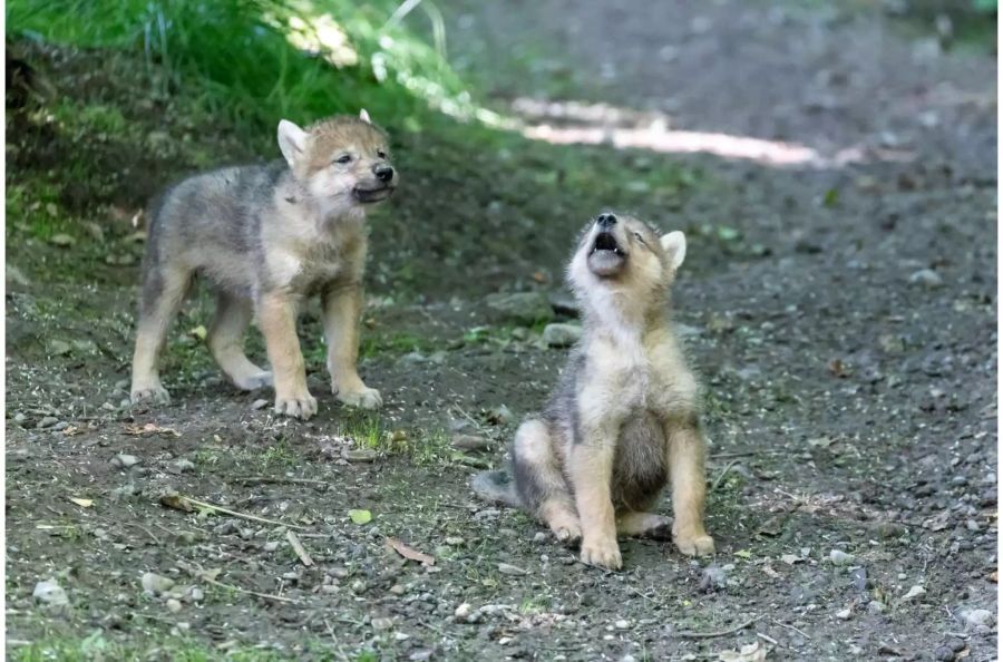 Die Jungtiere wiegen zwischen 3,3 und 3,7 Kilogramm.