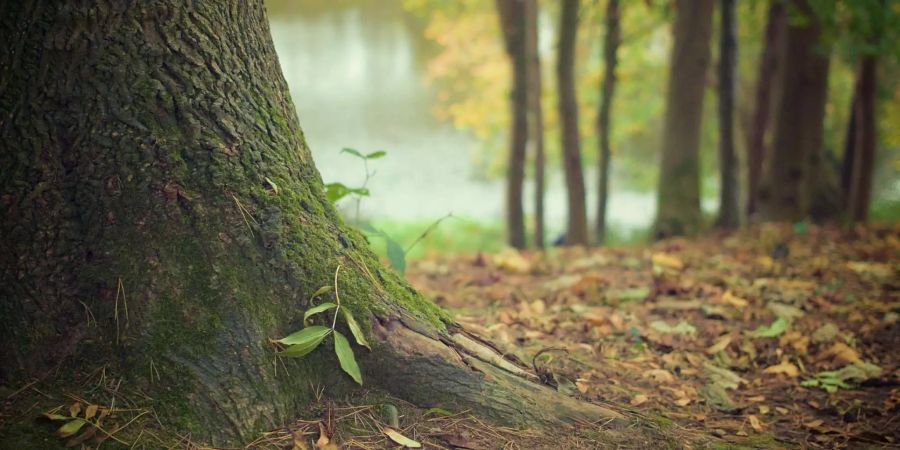 Die Forschenden haben die KI darauf trainiert, Tiere automatisch zu erkennen und ihr Verhalten zu analysieren. (Wald, Symbolbild)