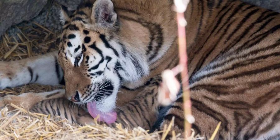 Für den Gesundheits-Check holten Tierpfleger die Tigerbabys von ihrer Mutter Julinka weg.