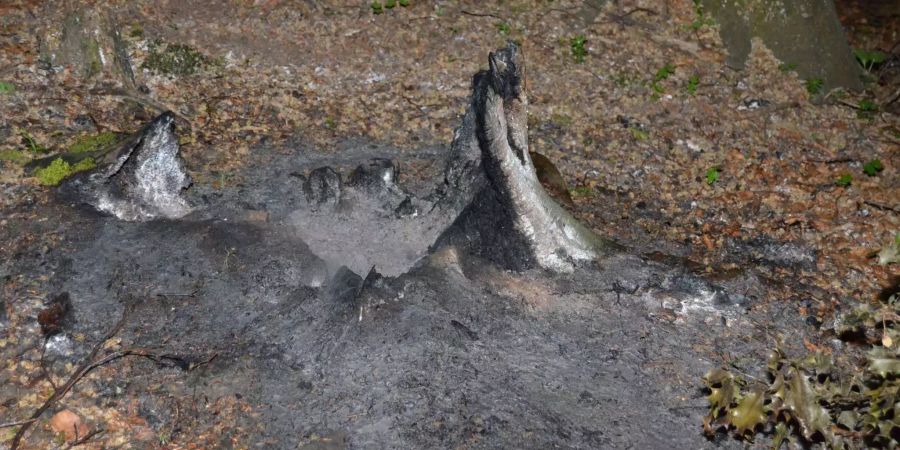 Der Baum fing höchstwarscheinlich durch einen eingeschlagenen Blitz Feuer.