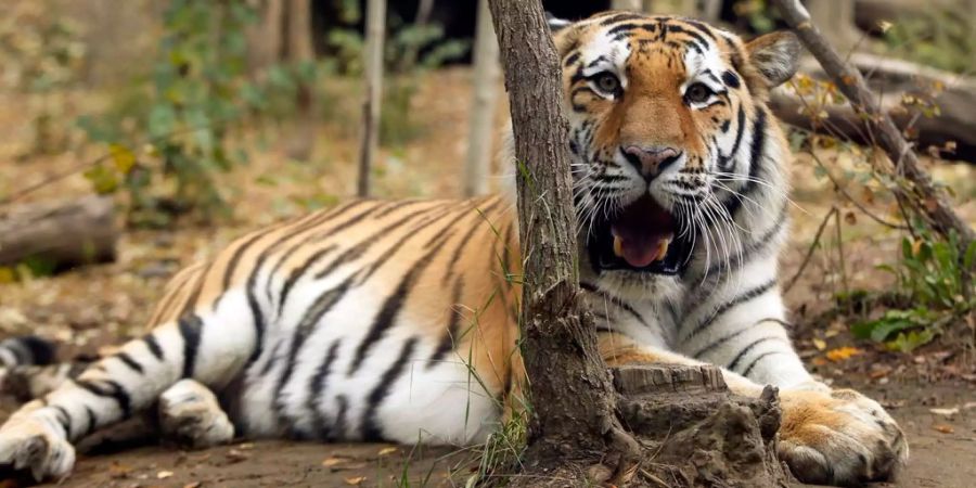 In Paris wurde ein Tiger erschossen.