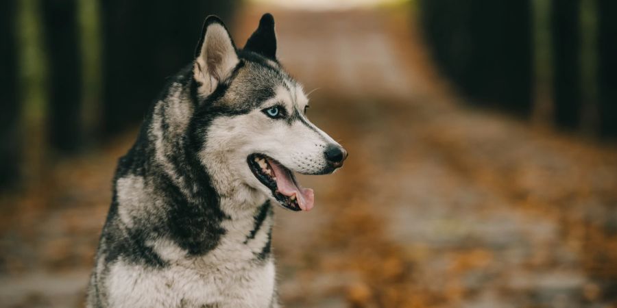 Husky