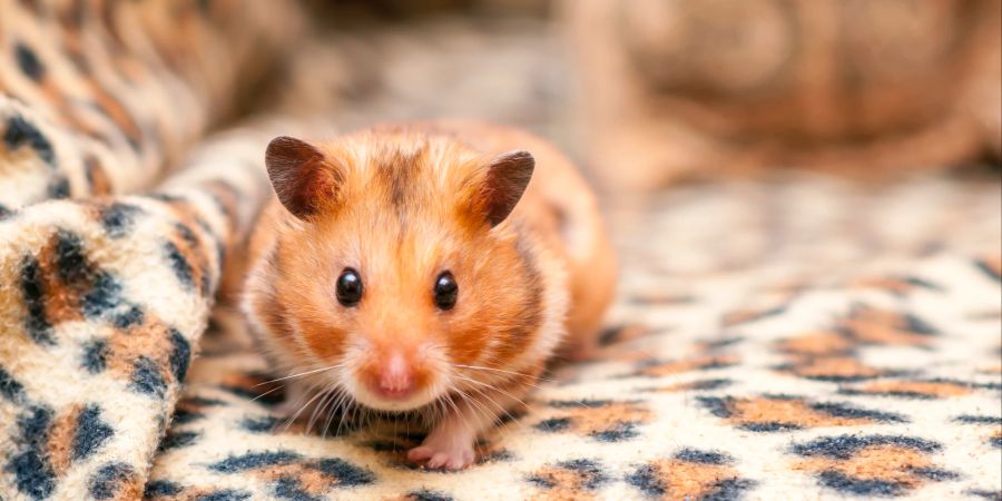 Hamster haben ein sehr empflindliches Gehör.