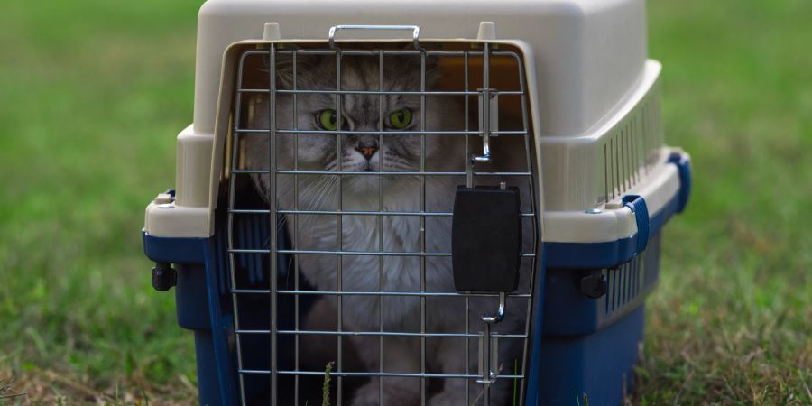 Katze in Transportbox