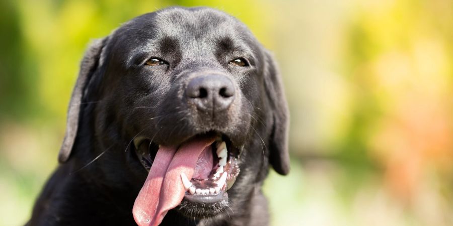 Hund mit ausgestreckter Zunge